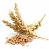 Зародышей пшеницы масло